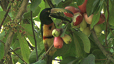 Guatemalan Bird-collared-aracari2.jpg