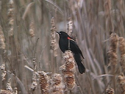 Red-winged Blackbird-rwbbcapture.jpg