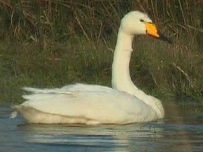 Grace - Mute Swan-whoopr1b.jpg