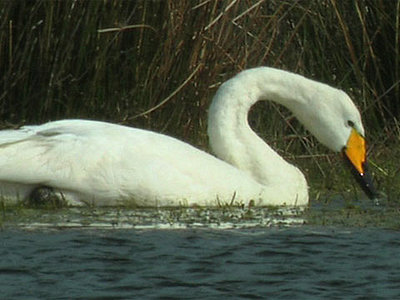 Grace - Mute Swan-whoopr2b.jpg