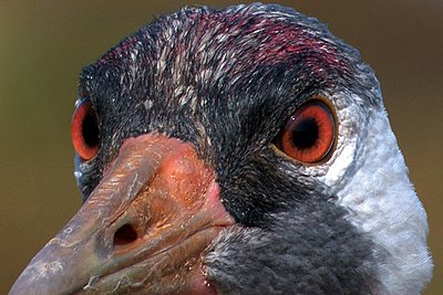 Common Crane close-up-trane1.jpg