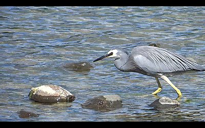 White-faced Heron does breakfast-heron-01.jpg