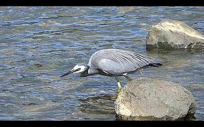 White-faced Heron does breakfast-heron-02.jpg