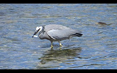 White-faced Heron does breakfast-heron-03.jpg
