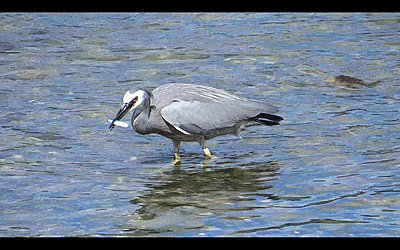 White-faced Heron does breakfast-heron-03.jpg