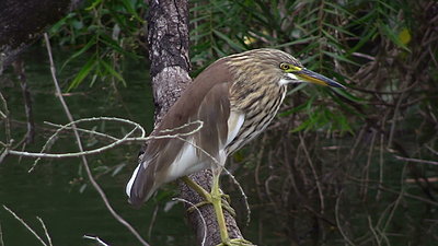 White-faced Heron does breakfast-20121111111141-1-.jpg