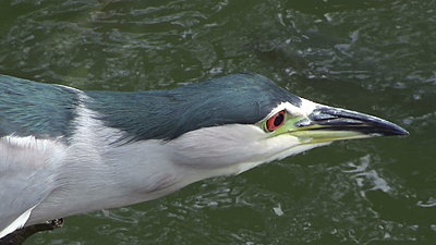 White-faced Heron does breakfast-20121111111556-1-.jpg