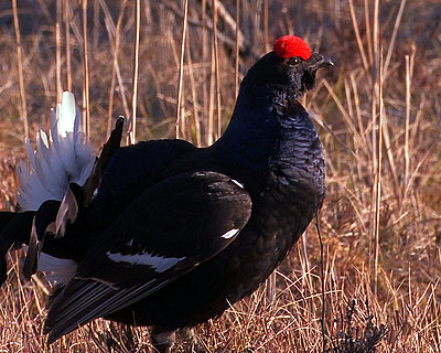 Black Grouse Lek-black-grouse.jpg