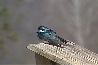 Tree Swallow-treeswallow01.jpg