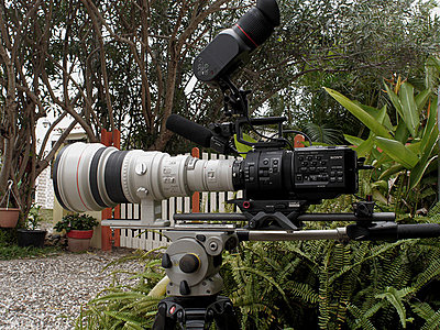 Sony FS700 for wildlife filmmaking : a subjective review-p1020084-copie.jpg