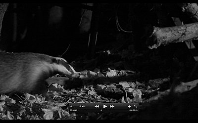 Infrared wildlife filming at night-badger.jpg