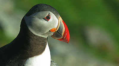 Runde, the southernmost bird-cliff in Norway-puffin.jpg