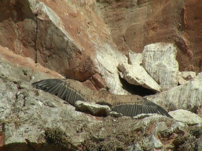 Griffon Vultures-wingspread-selenari.bmp
