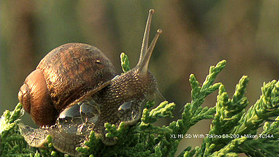 Some Macro Fun-garden_snail.jpg