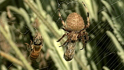 Spider and the Bee-spider_and_bee.jpg