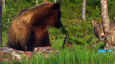 Stabilization of wildlifefootage-bear-wolf.jpg