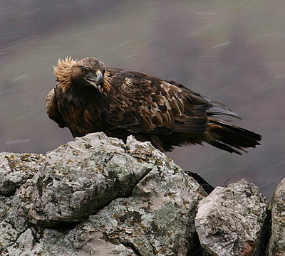 Golden Eagle lands in Spatia-img_9306-copy.jpg