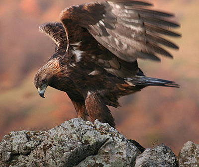 Golden Eagle lands in Spatia-golden-eagle-copy.jpg