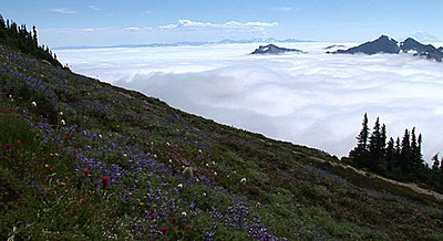 Mt Rainer-above3.jpg