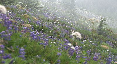 Mt Rainer-lowlands3.jpg