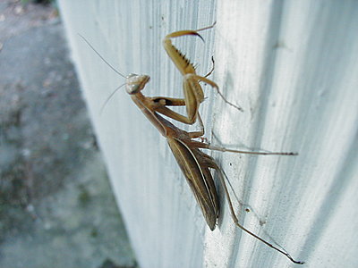 Praying mantis-p1010039.jpg