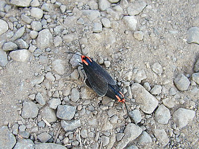 Pushme/pullyu Bug-p7190003.jpg