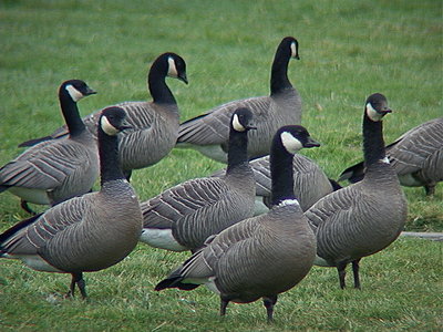 Taverner's Cackling Geese at Stewart Ponds-dsc00084.jpg