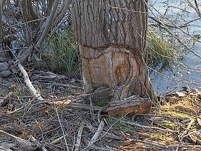 Beaver footage-dsc00106.jpg