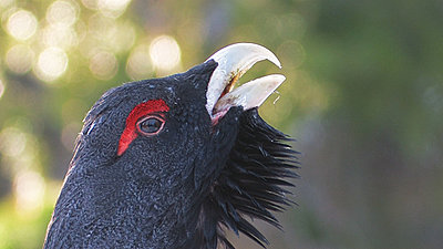 Capercailzie Mating Game-capercaillie.jpg