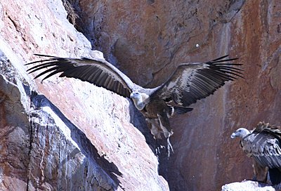 Birds-great-take-off-copy.jpg