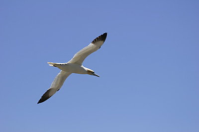 Birds-img_2256.jpg