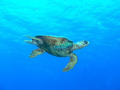 Red Sea - Lots of juicy pics :-)-hawksbill_low.jpg