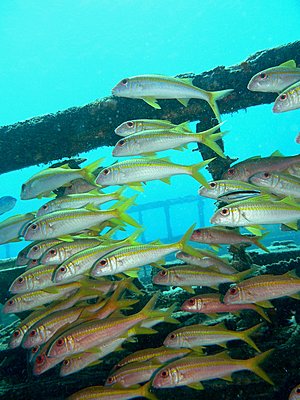 Red Sea - Lots of juicy pics :-)-school-wreck_low.jpg