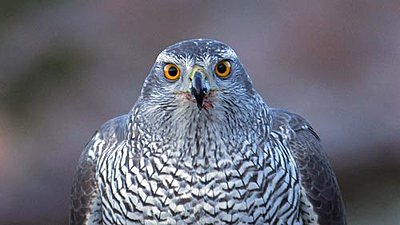 Tales of Wonder and Woe: UWOL-Long-Form 2009-goshawk.jpg