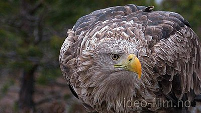 Naesje_Nordic_Wildlife_UWOLLongForm 09-whitetailedeagle2.jpg