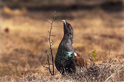 Naesje_Nordic_Wildlife_UWOLLongForm 09-capercaillie.jpg