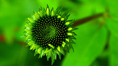 Tales of Wonder and Woe - UWOL #14-coneflower3.jpg