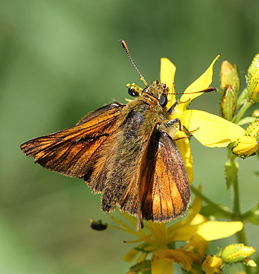 Sign-up UWOL FUN SHOOT - July 9-11, 2010-small-skipper.jpg