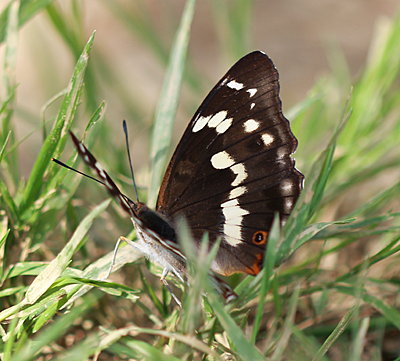 Nature's Bling by Marj Atkins-female1.jpg