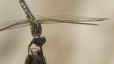 Tales of wonders and woes - UWOL 27-dragonfly.jpg