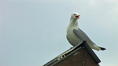 UWOL#4 "Born by the sea" by Geir Inge B. Brekke-father-kittiwake.jpg