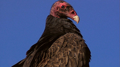 Tales of Wonder and Woe: UWOL #7-vulture2.jpg