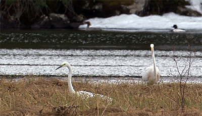 Tales of Wonder and Woe: UWOL #9-great-egret.jpg