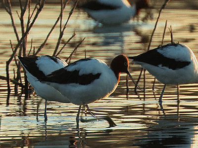 Tales of Wonder and Woe: UWOL #9-avocet_12.jpg