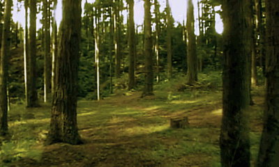 Color Grading-woods2.jpg